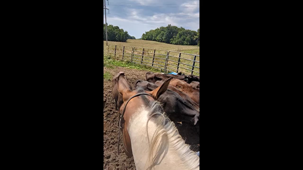 Oakley meeting cattle 12 July 2024