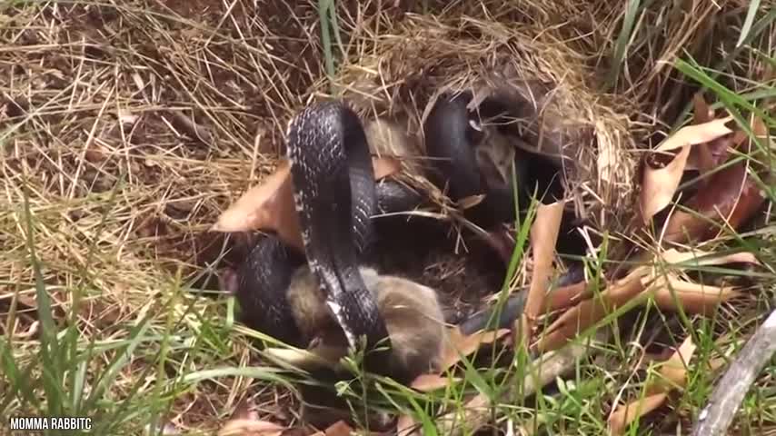 12 Times Snakes Messed With The Wrong Opponent