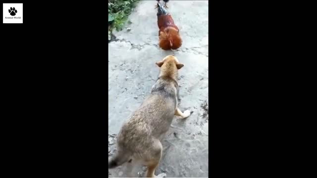 chicken vs dog who is gonna win ?????