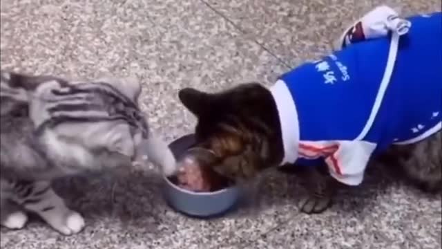 Very beautiful and Funny Cats