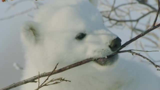 A three-month-old polar bear cub plays with a stick