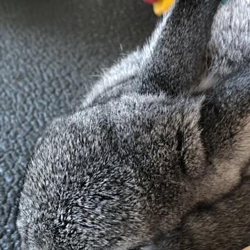 Bunny Snoring
