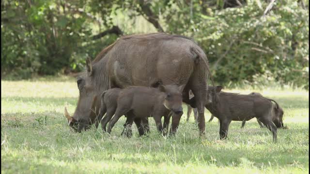 African wild life