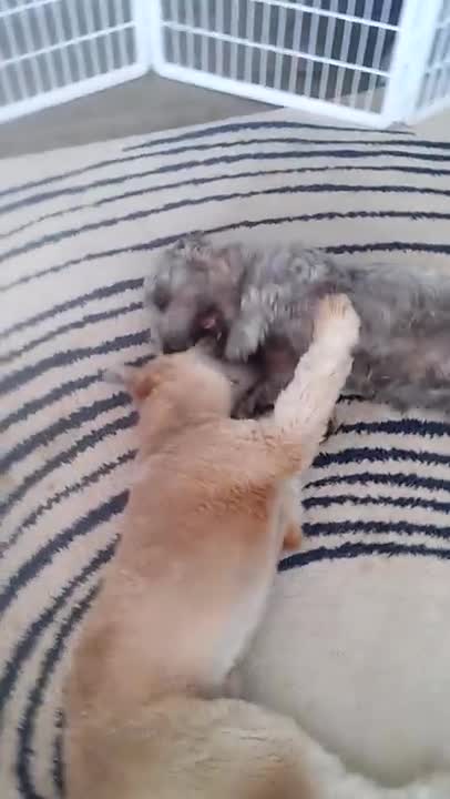 Your heart will melt.