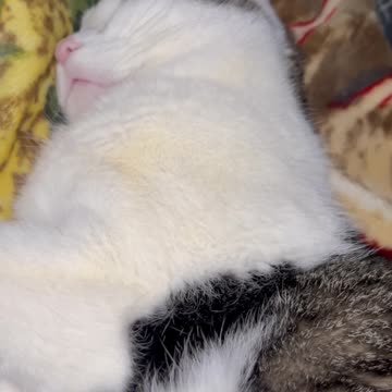 This is how peanut sleeps