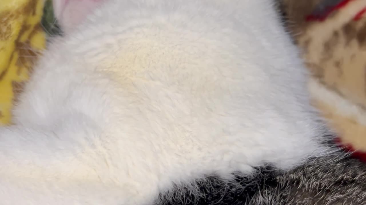 This is how peanut sleeps