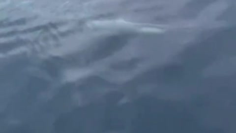 The Shark!