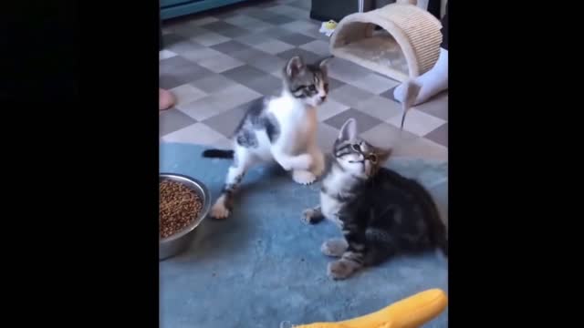 funny three cat babe cant catch a food