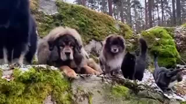 dogs are friends with cats