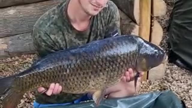 Common carp