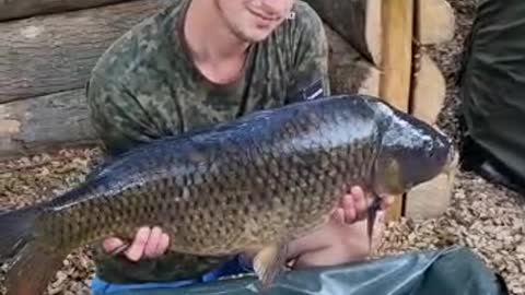 Common carp