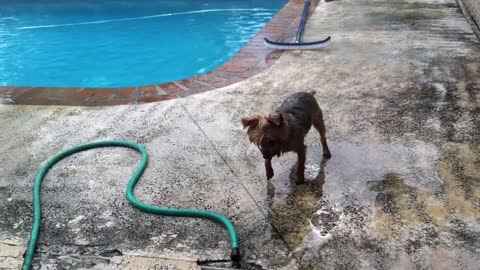 Yorkie plays with water hose