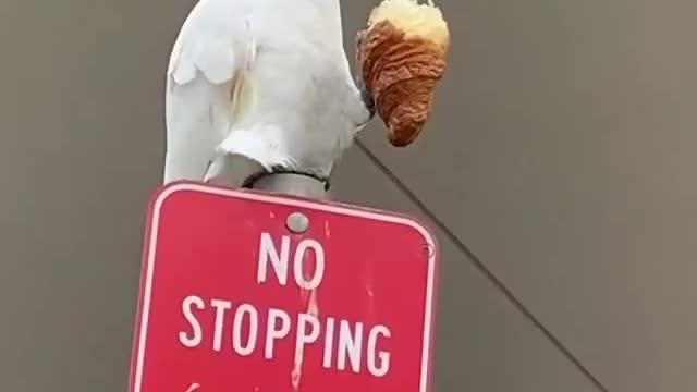 Parrots enjoying their holiday"Be grateful for this life"