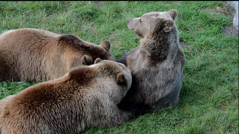 European Brown Bear Suckle Young Animals Dam