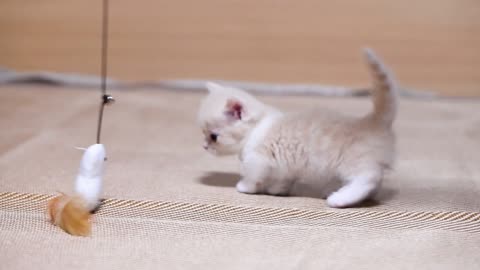 teasing cute kitten