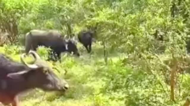 The leopard was driven away by the herd. It seemed no match for the cow