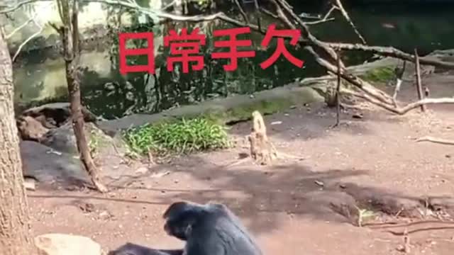 This gorilla really deserves it!