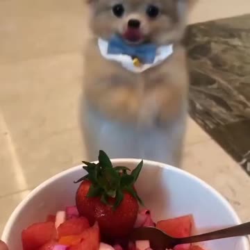 The puppy dances and is happy. He eats chopped fruit. very fun
