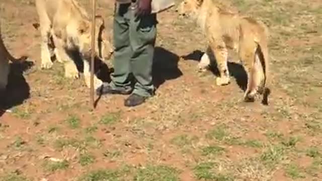 People Walking with Lions in South Africa 😮