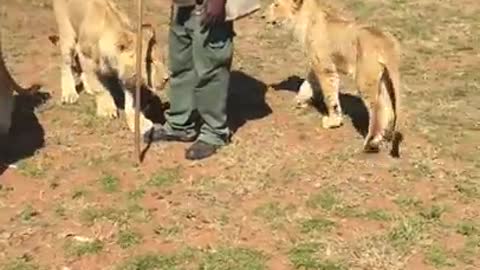 People Walking with Lions in South Africa 😮