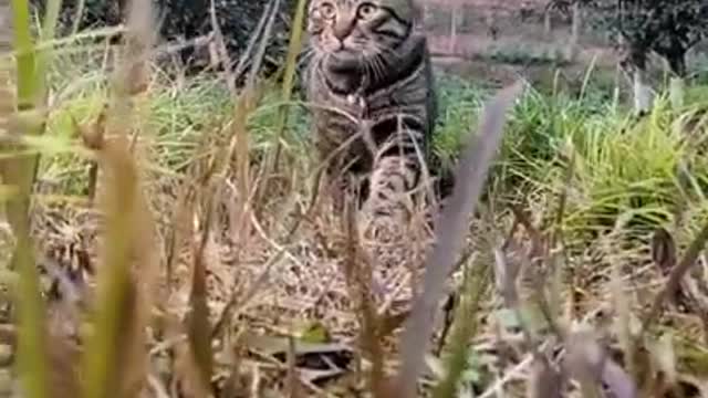 Funny Cats Video Series 15