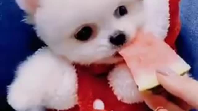 Baby dogs cute and funny dogs video