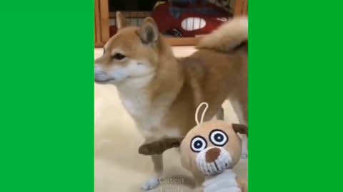 Funny dog,, dog video,