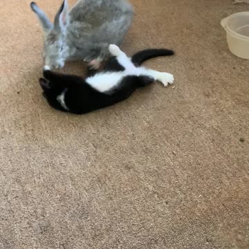 Bunny fights!!!