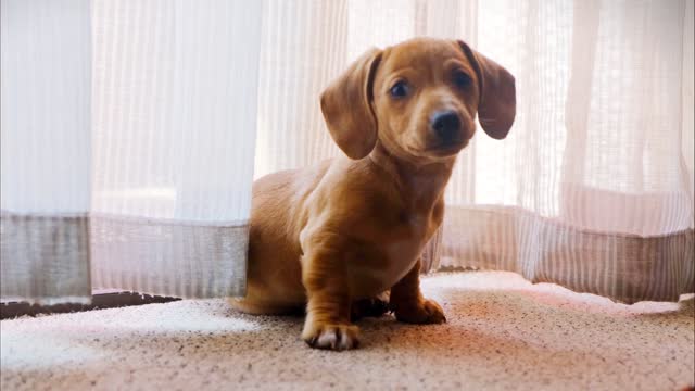 Dog. Cuteš„°