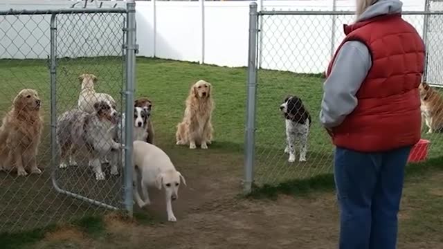 Good Dogs Wait For Their Names To Be Called by their Owner.