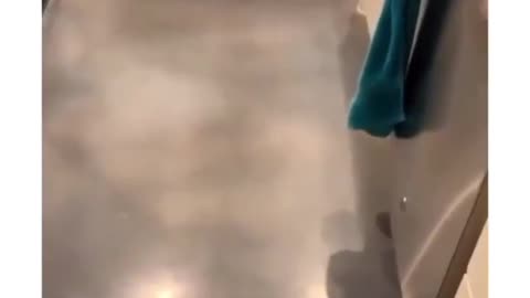 Doggo ran like scoby doo😂