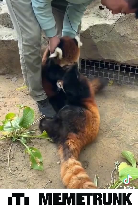 Red Panda WWE