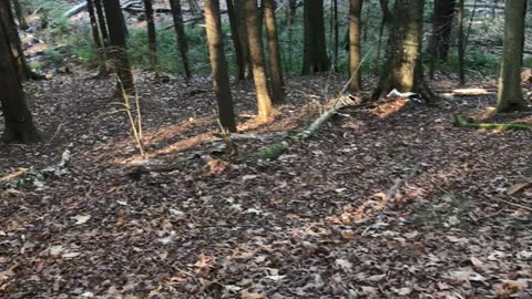 Trail video #8