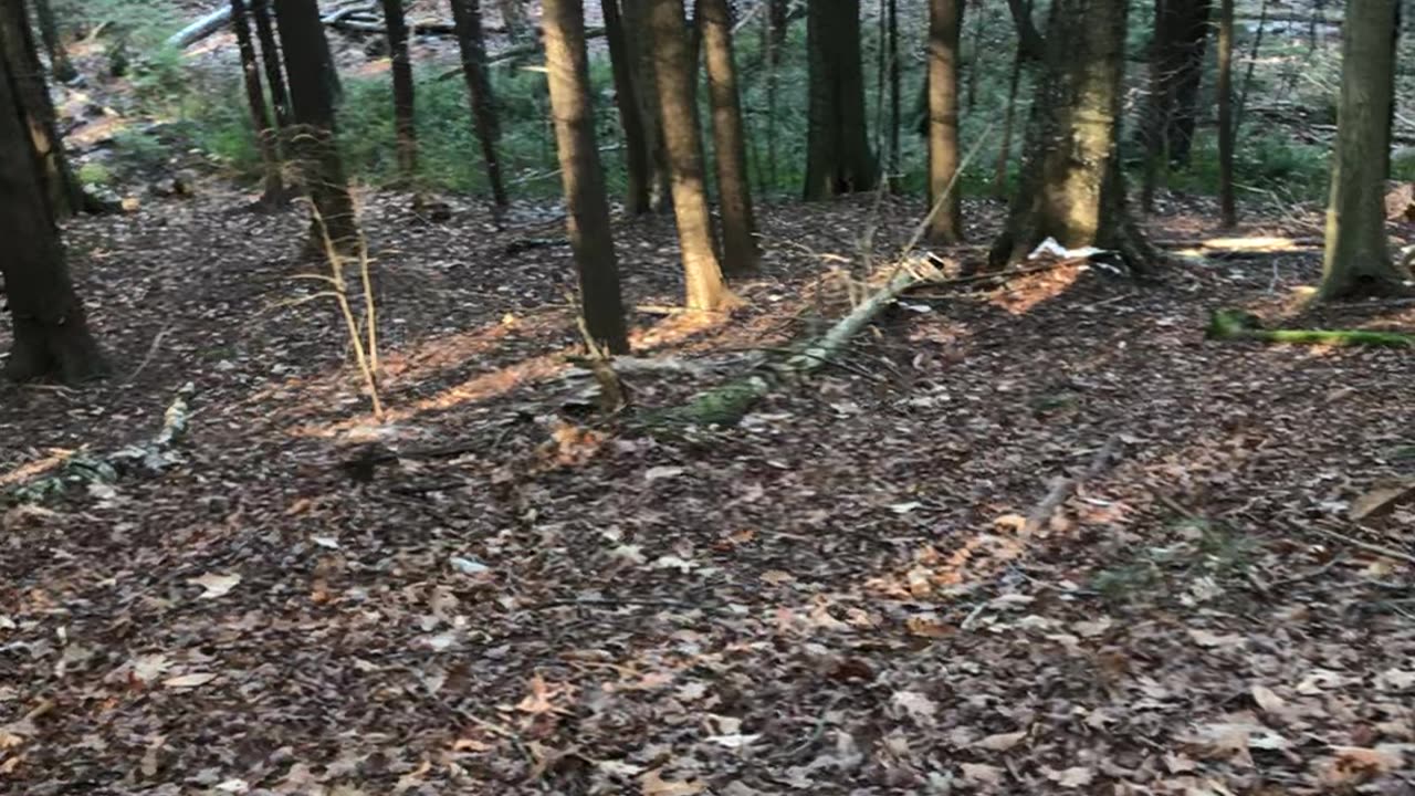 Trail video #8