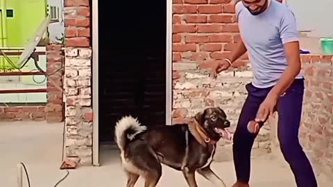 cutes dogs | cutest dog in the world | cute dogs playing