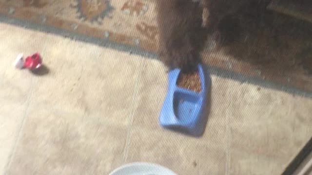 Family Of Bears Rudely Intrude Into Household And Feast On Cat Food