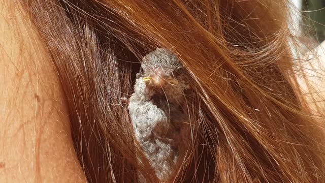 Sparrow Nests in Woman's Hair