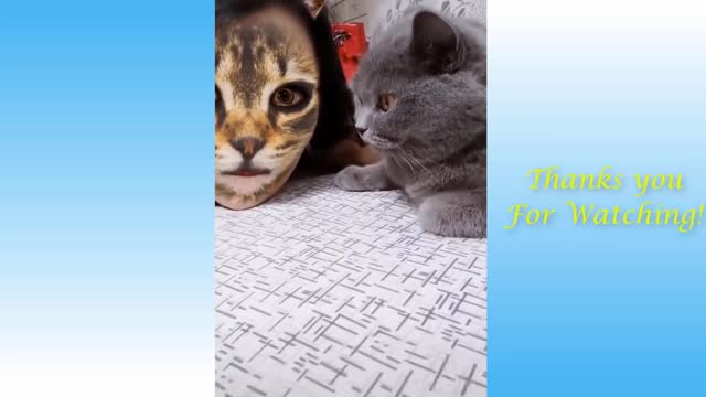 Funny pet reactions compilation