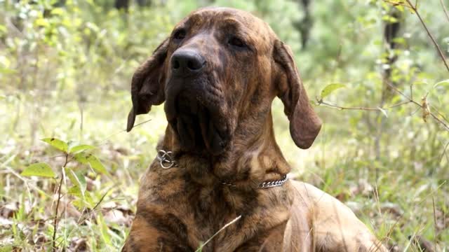 TOP 10 ILLEGAL DOG BREEDS IN THE WORLD