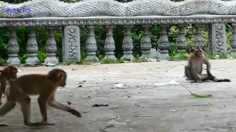 Snake attacks Monkeys!