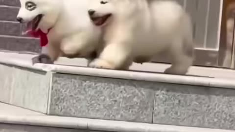 Cutest puppies to start your day