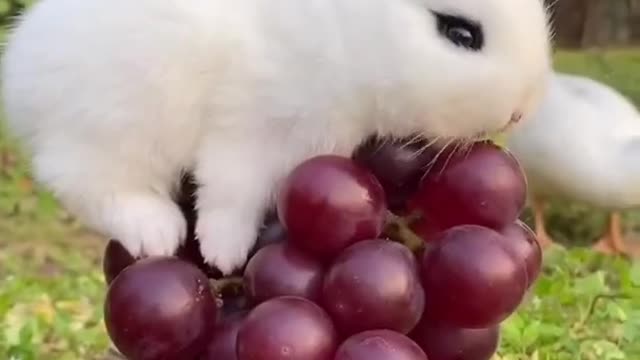 Funny and Cute Baby Bunny Rabbit Videos Eating video | cute animals videos 2021