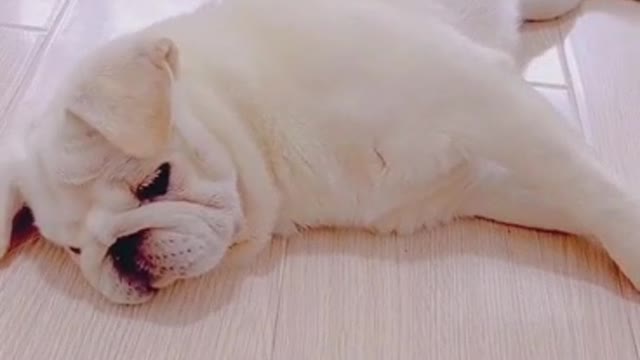 cute fat dog