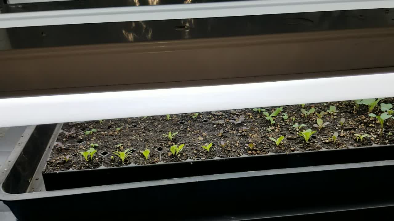 Update #2 On Cold Starts - Indoor Cool Plant Starts