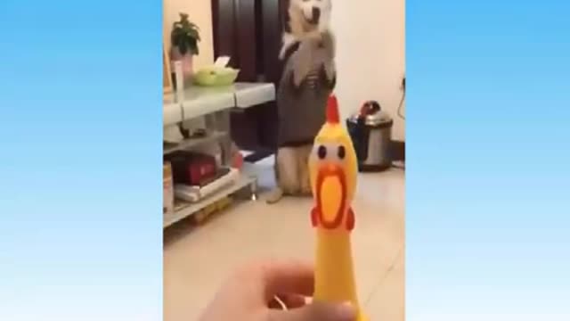 funny animals