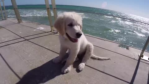 Asombroso día de un sonriente cachorro en la playa