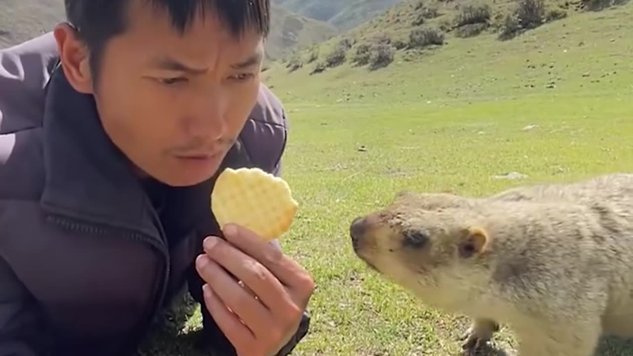 An unexpected friendship of a man and a beaver!
