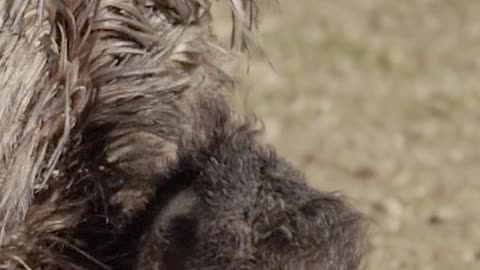 Ostrich close up and eats from hand