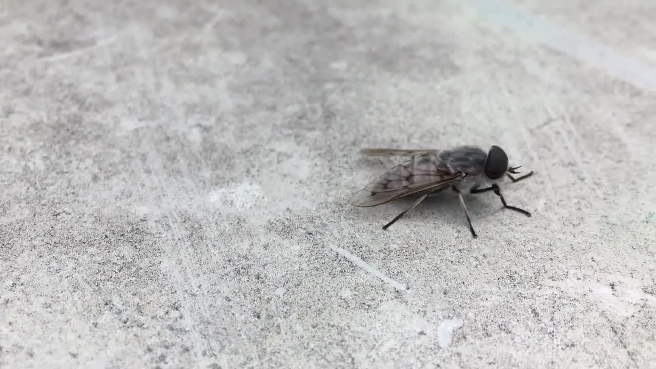 Bugs on a boat! Just chillin'