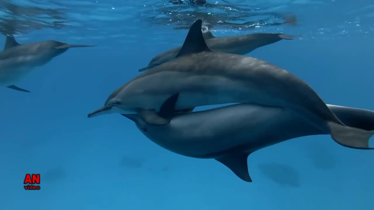 Wild dolphin wants tummy scratched by scuba divers